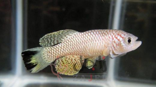 ينبوع الشباب الدائم قد يكون في سمكة أفريقية