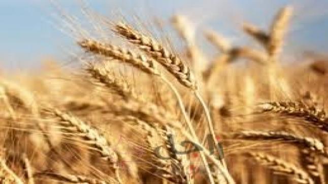 المساحة المستهدفة لزراعة القمح لن تبلغها مصر
