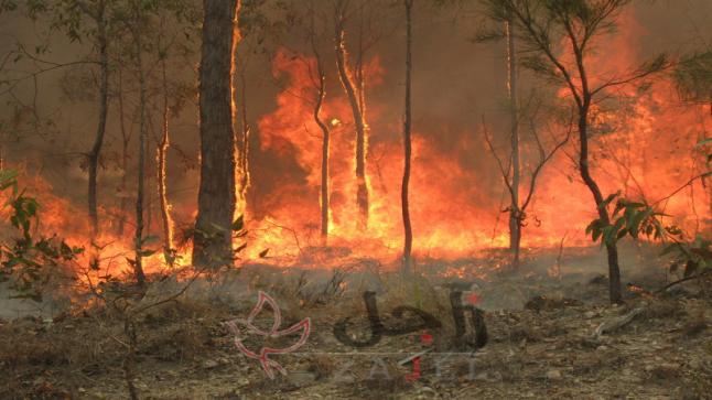 ضحايا قتلى ومفقودين بسبب حرائق الغابات في أستراليا