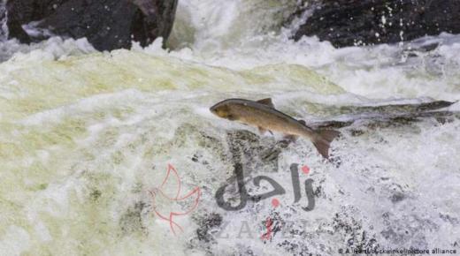 لماذا يعتمد مصير السلمون في اسكتلندا على غاباتها؟