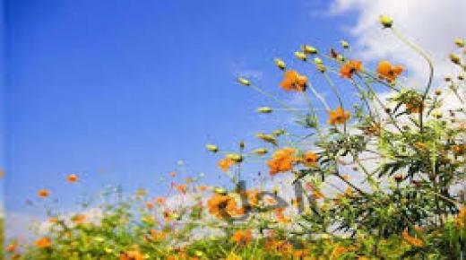 أجواء ربيعية لطيفة الحرارة لثلاثة أيام