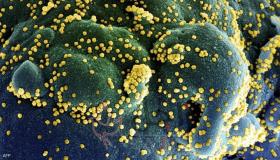 لأول مرة.. حيوان جديد يصاب بفيروس كورونا