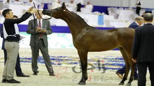 عام 2019 يزين بامجاد من ذهب