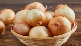 زراعة البصل الشتوي