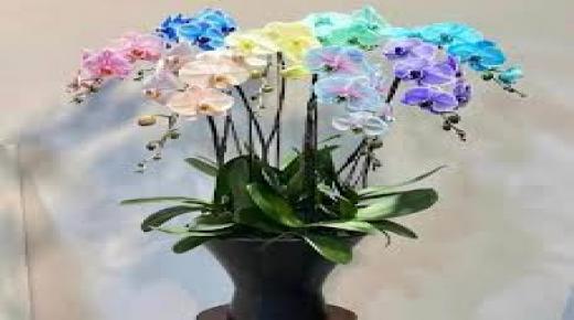 اصفرار أوراق زهرة الأوركيد لماذا تودعك زهرة الأوركيد وكيف تمنحها فرصة ثانية