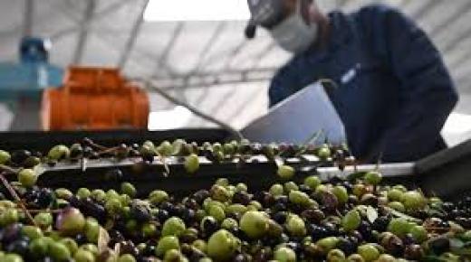 الزراعة: لا حالات غش للزيت في مهرجان الزيتون