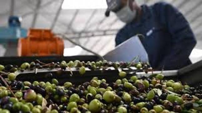 الزراعة: لا حالات غش للزيت في مهرجان الزيتون