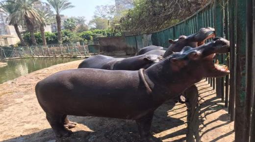 حديقة بلجيكية تقدم المثلجات للحيوانات لمواجهة موجة الحر الشديد التي تشهدها المنطقة