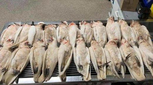 في أستراليا: «طيور تنزف» وتتساقط من السماء!