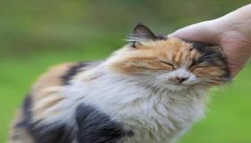 علامات تشير إلى أن القط يعشق سيده