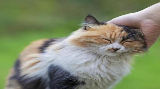 علامات تشير إلى أن القط يعشق سيده