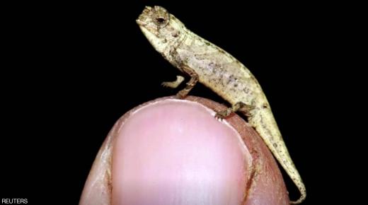 علماء: اكتشاف حرباء بحجم بذرة عباد الشمس