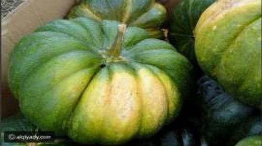 القرع الأخضر.. وفوائد متعددة عند تناوله باعتدال