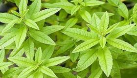 فوائد و مخاطر عشبة المليسة للحامل