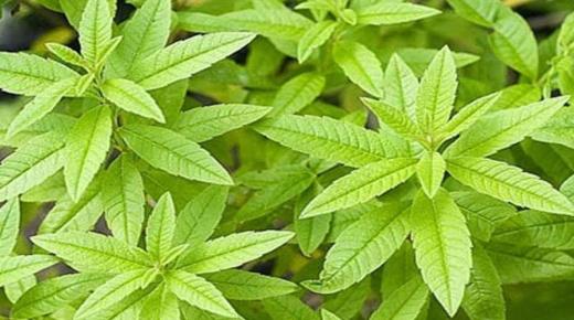 فوائد و مخاطر عشبة المليسة للحامل