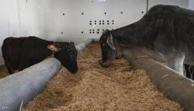 في الهند..مواجهة كورونا بفضلات الأبقار !!