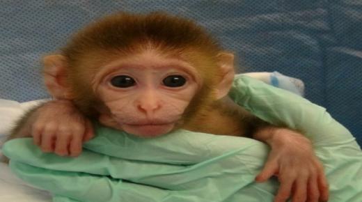 قرود تخطف رضيعاً من سريره وتقتله في برميل ماء