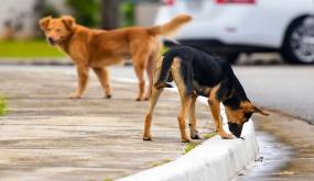 تم نقلهم للمستشفى.. كلب ضال يهجم على 5 أطفال باربد