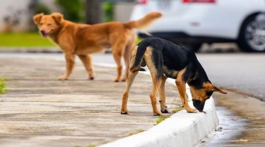 تم نقلهم للمستشفى.. كلب ضال يهجم على 5 أطفال باربد