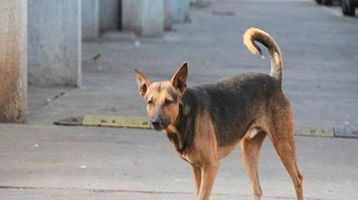 كلب ضال ينهش جسد طفل في القطرانة