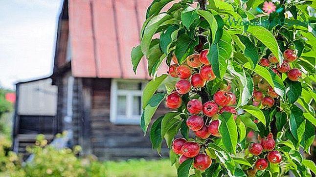 كيف تعتني بشجرة فاكهة البرقوق؟