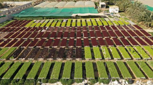 إعادة  الزراعة المستدامة في الإمارات .. ركيزة أساسية لتعزيز الأمن الغذائي وحماية البيئة