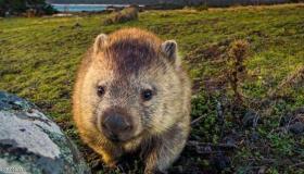 بعد سنوات.. حل “لغز الومبت” الذي أثار حيرة العلماء