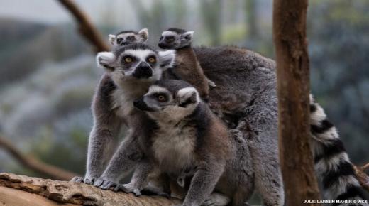 لماذا تغني الليمور الأغاني لبعضها البعض؟