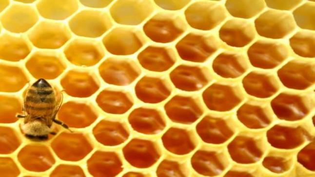 لماذا يبني النحل خلاياه بشكل سداسي وليس أي شكل آخر؟