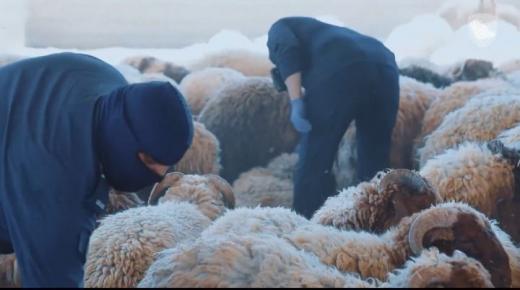 السعودية : احباط تهريب مخدرات في فرو اغنام قادمة من الاردن