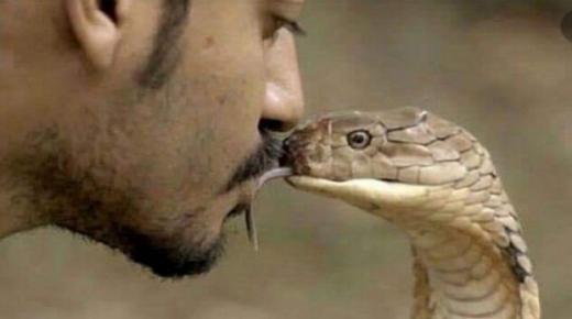 “كوبرا” تقتل مروضها المصري أمام الجمهور