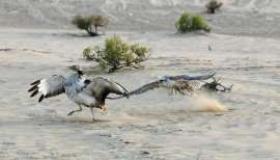 محمية المرزوم في أبوظبي .. وجهة سياحية فريدة لعشاق الصيد بالصقور