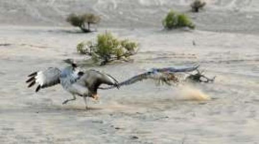 محمية المرزوم في أبوظبي .. وجهة سياحية فريدة لعشاق الصيد بالصقور