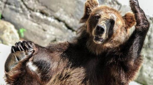 ملك “إنستغرام” يثير ضجة بسبب فيديو يجمعه مع دب وسط حشد من السيدات