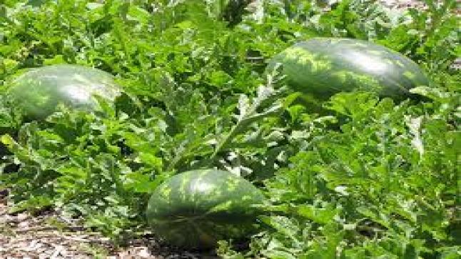 مواطن أوكراني يزرع 1.5 طن من البطيخ في حديقته