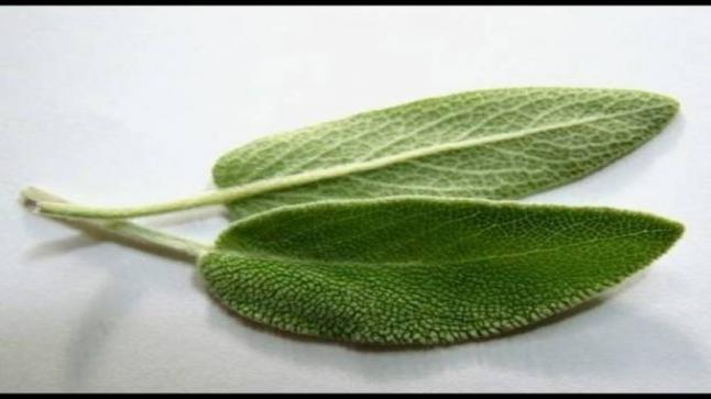 نبتة القصعين (الميرمية)… أقدم النباتات الطبية