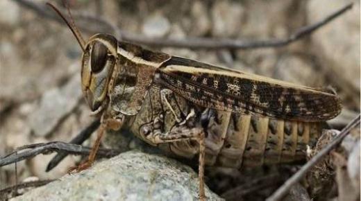 هل يحجب الجراد شمس دمشق؟