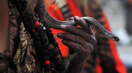 قام بعضه فانتقم منه.. هندي يقتل ثعباناً ترك سمه في جسده