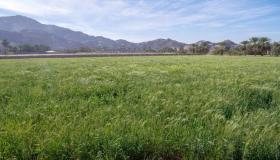 ورشة عمل لدراسة خطة التشجير بالمبادرة الخضراء السعودية