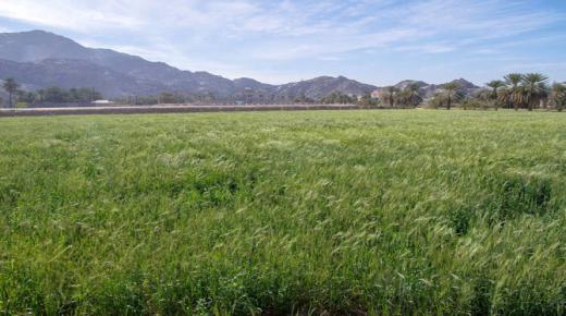 ورشة عمل لدراسة خطة التشجير بالمبادرة الخضراء السعودية