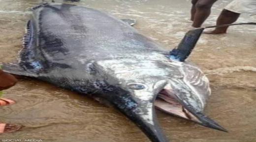 يصطاد سمكة قيمتها 2.6 مليون دولار.. ويلتهمها مع أصدقائه