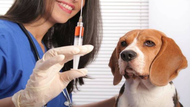 متى تستلزم عضة الحيوانات تدخل الطبيب؟