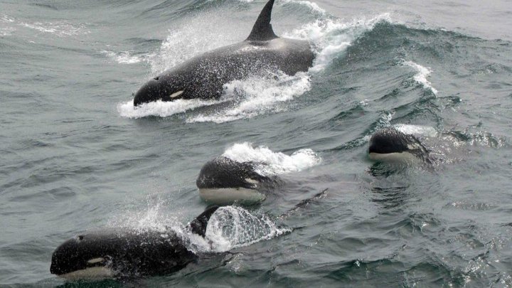 بعد 60 عاماً.. باحث يكشف عن وجود “الحوت القاتل