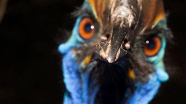 طائر نادر يقتل صاحبه في ولاية فلوريدا الأمريكية