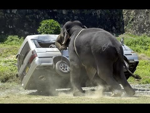 فيل “خارج السيطرة” يقلب السيارات ويثير الفزع