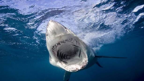 دراسة تكشف ما يرعب أسماك القرش الفتاكة!