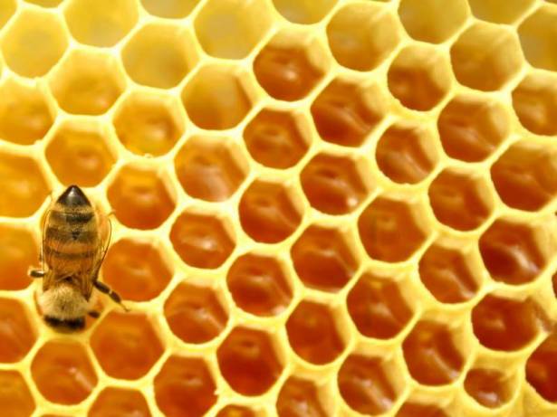 لماذا يبني النحل خلاياه بشكل سداسي وليس أي شكل آخر؟